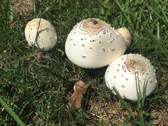 Chlorophyllum molybdites image