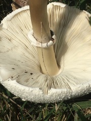 Chlorophyllum molybdites image
