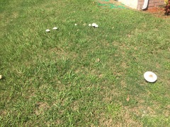 Chlorophyllum molybdites image