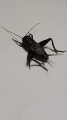 Gryllus pennsylvanicus
