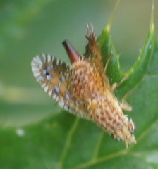 Paracantha cultaris