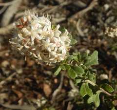 Pomaderris obcordata