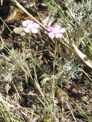 Dianthus campestris