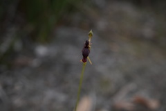 Drakaea gracilis