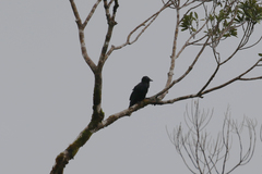 Corvus moneduloides
