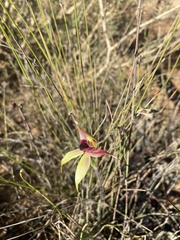 Caladenia macrostylis