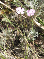 Dianthus campestris
