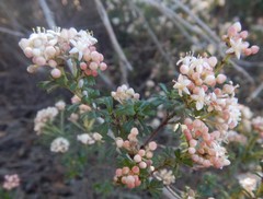 Pomaderris obcordata