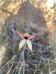 Caladenia macrostylis