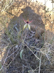 Caladenia macrostylis