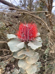 Banksia coccinea