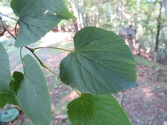 Tilia japonica