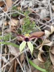 Caladenia macrostylis