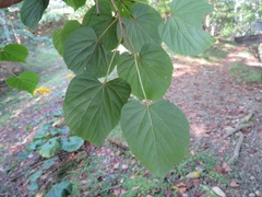 Tilia japonica