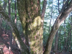 Tilia japonica