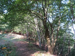 Tilia japonica