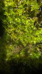 Syntrichia virescens