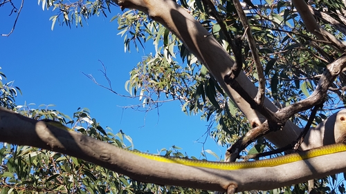 Common Tree Snake sighting