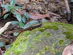 Sphenomorphus indicus