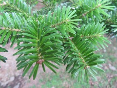 Tsuga sieboldii