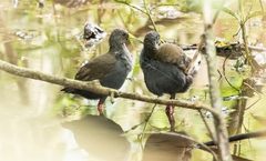 Pardirallus nigricans