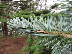 Tsuga sieboldii