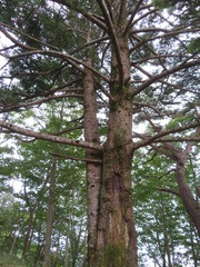 Tsuga sieboldii