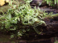 Chiloscyphus pallescens