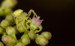 Zehneria