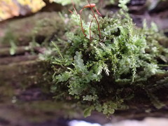 Chiloscyphus pallescens