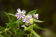 Angelonia