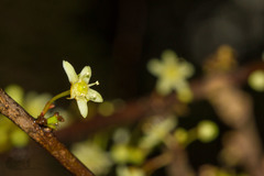 Muehlenbeckia complexa