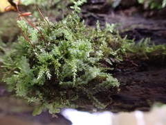 Chiloscyphus pallescens