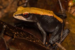 Clinotarsus curtipes