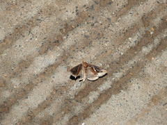 Lepidoptera