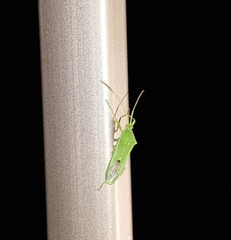 Discogastrini
