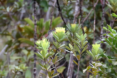 Gliciphila undulata