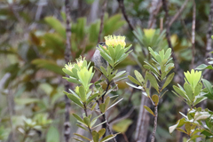 Gliciphila undulata