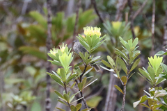 Gliciphila undulata