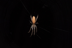 Larinia tabida
