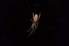 Larinia tabida