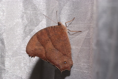 Melanitis leda