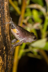 Bombay Bubble-Nest Frog photo 2