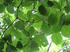 Quercus crispula