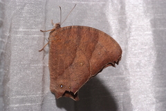 Melanitis leda
