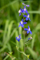 Delphinium sutherlandii