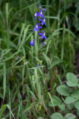 Delphinium sutherlandii