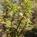 Acrotriche affinis - Photo (c) davidsando,  זכויות יוצרים חלקיות (CC BY-NC), הועלה על ידי davidsando