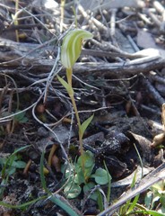 Pterostylis nana