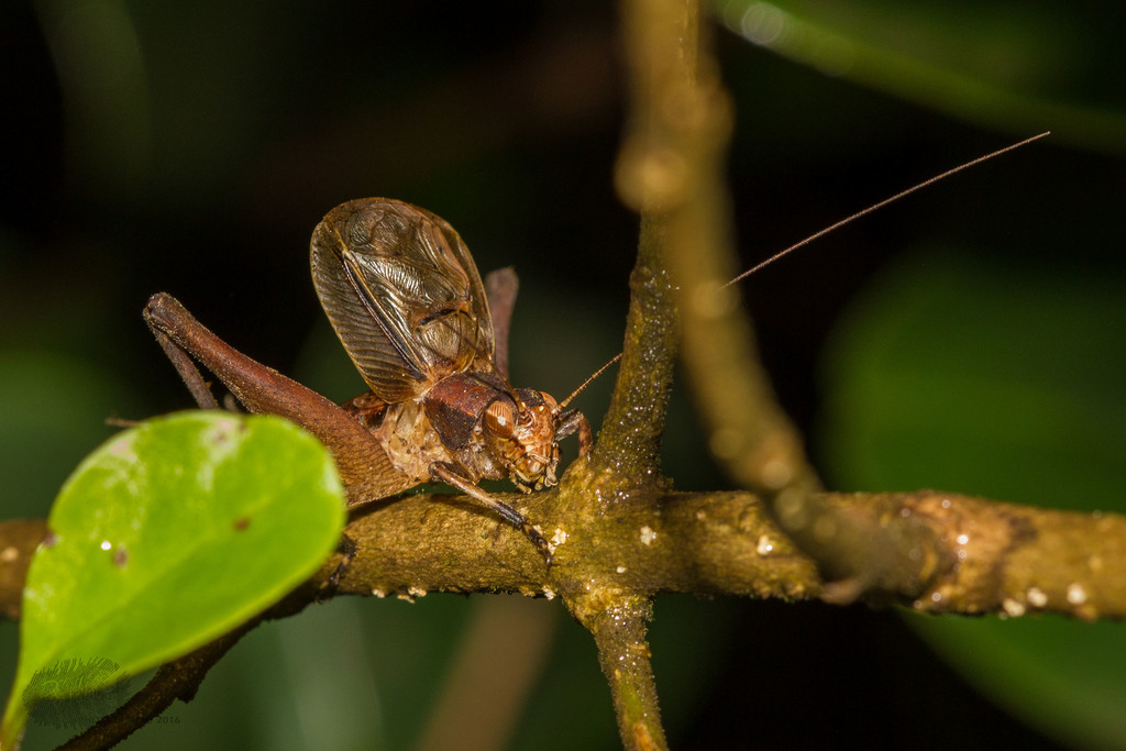 Indigryllus